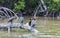 Neotropical cormorant Phalacrocorax brasilianus, also known as biguaÌ, mbiguaÌ, cormorant, black cormorant, 2 sea crow, 2 yeco